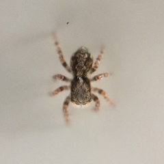 Pseudeuophrys lanigera