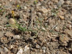 Camissonia parvula