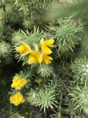 Aspalathus chenopoda