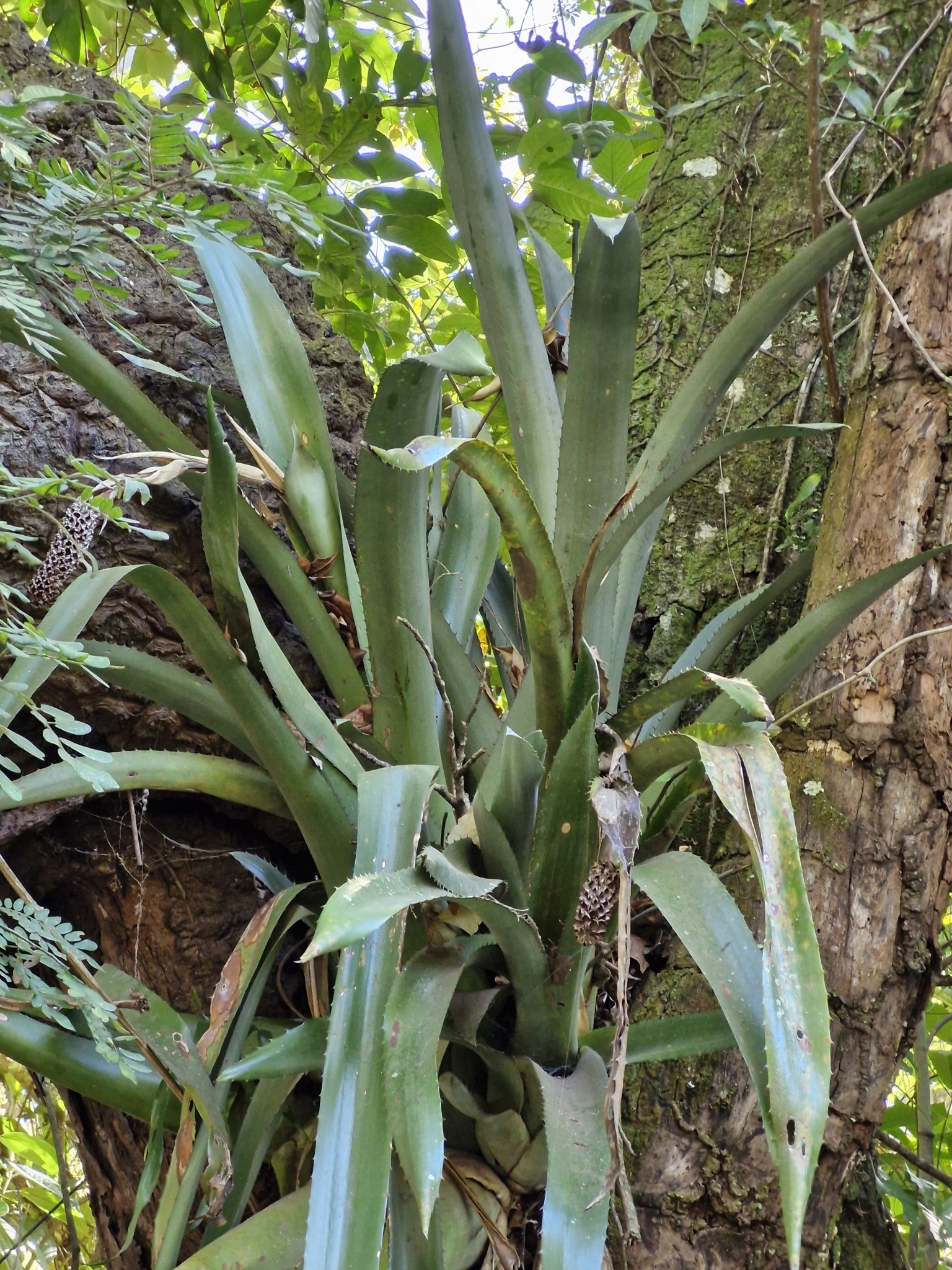 Aechmea bromeliifolia