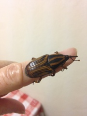 Rhynchophorus phoenicis