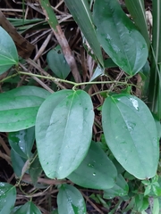 Smilax bracteata