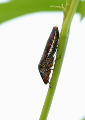 Homalodisca liturata