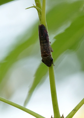 Homalodisca liturata