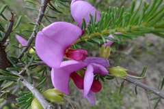 Gompholobium scabrum