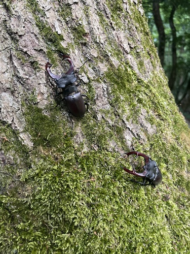 European Stag Beetle