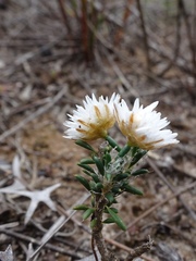 Laxmannia brachyphylla