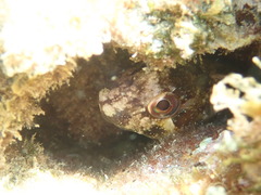 Lipophrys trigloides