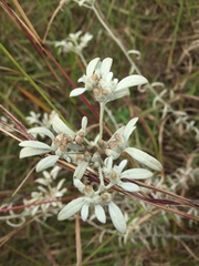 Leontopodium