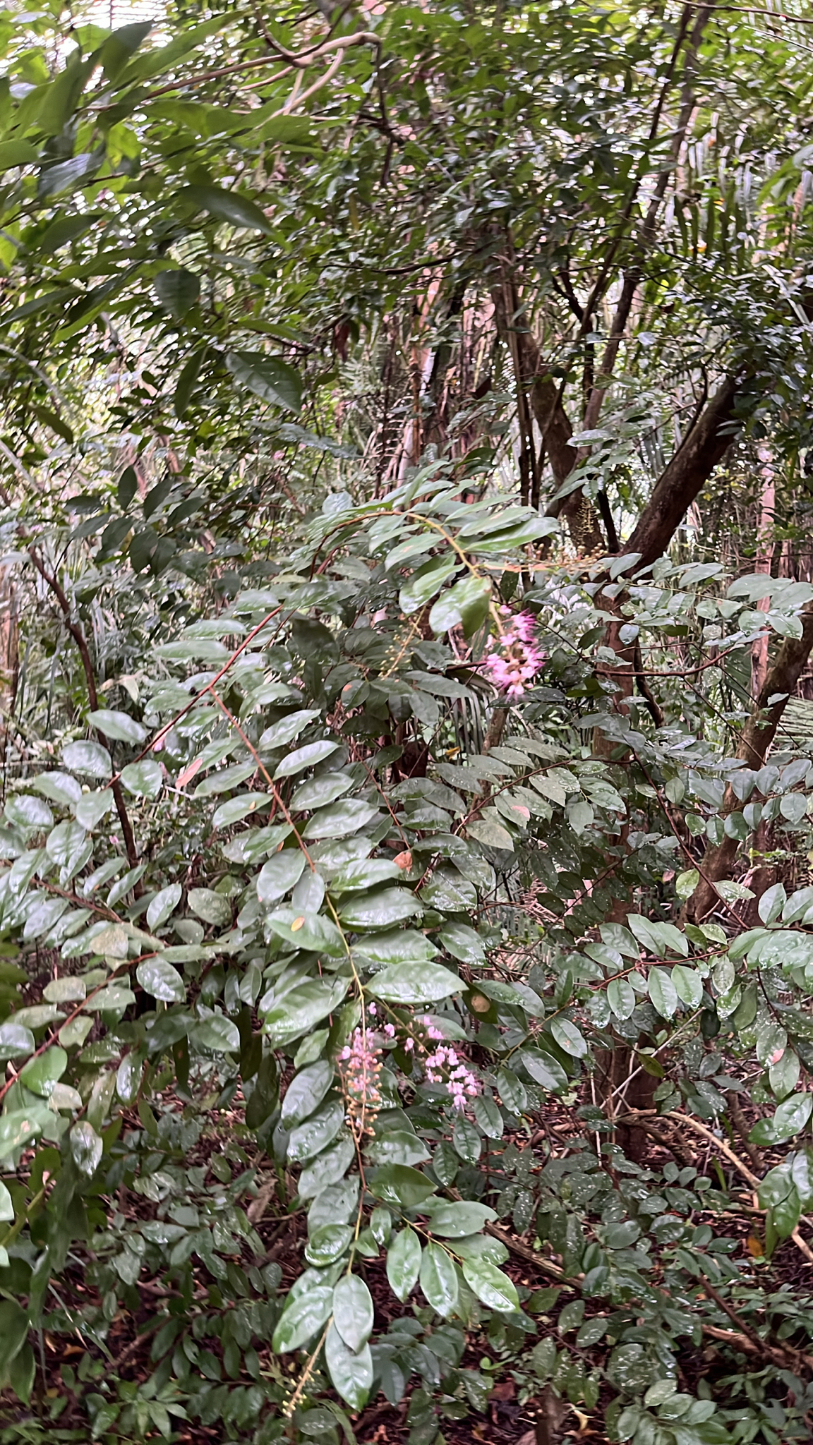 Hirtella racemosa