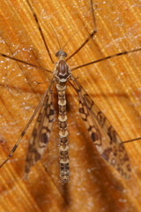 Austrolimnophila argus