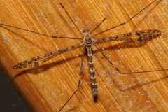 Austrolimnophila argus