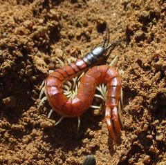 Scolopendrinae
