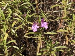 Satureja subspicata