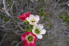 Chamelaucium megalopetalum
