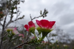 Chamelaucium megalopetalum