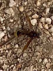 Delta unguiculatum