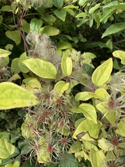 Clematis vitalba