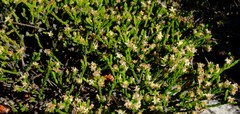 Lachnaea elsieae