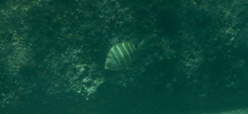Abudefduf sordidus