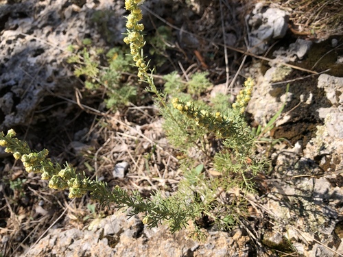 Palina (Artemisia)