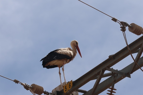 European White Stork