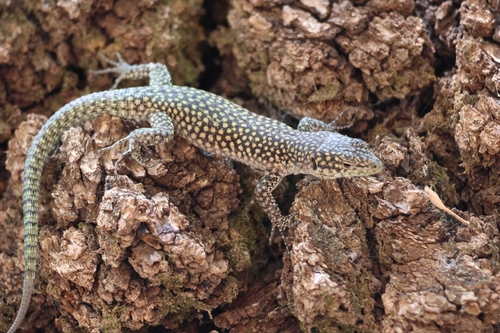 Moroccan Rock Lizard