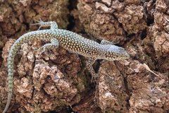 Menorca Wall Lizard photo 5