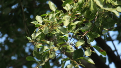 Alnus orientalis
