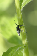 Agapanthia suturalis