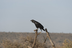 Corvus rhipidurus