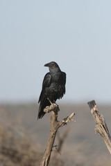 Corvus rhipidurus