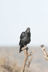 Corvus rhipidurus