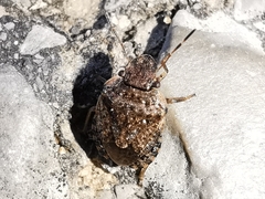 Sciocoris sideritidis