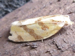 Clepsis pallidana