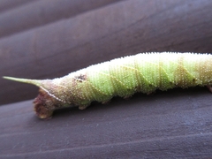 Marumba gaschkewitschii