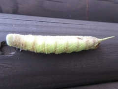 Marumba gaschkewitschii