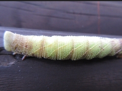 Marumba gaschkewitschii