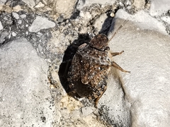 Sciocoris sideritidis