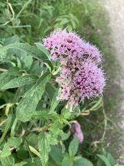 Eupatorium cannabinum