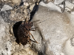 Sciocoris sideritidis