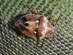 Stagonomus bipunctatus bipunctatus