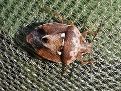 Stagonomus bipunctatus bipunctatus