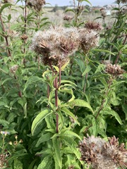 Eupatorium cannabinum