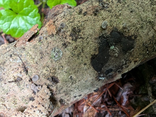 Resupinatus applicatus