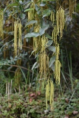 Alnus nepalensis