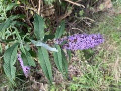 Buddleja davidii