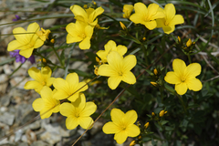 Linum campanulatum