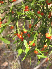 Viscum coloratum