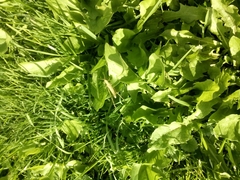 Pseudochorthippus montanus